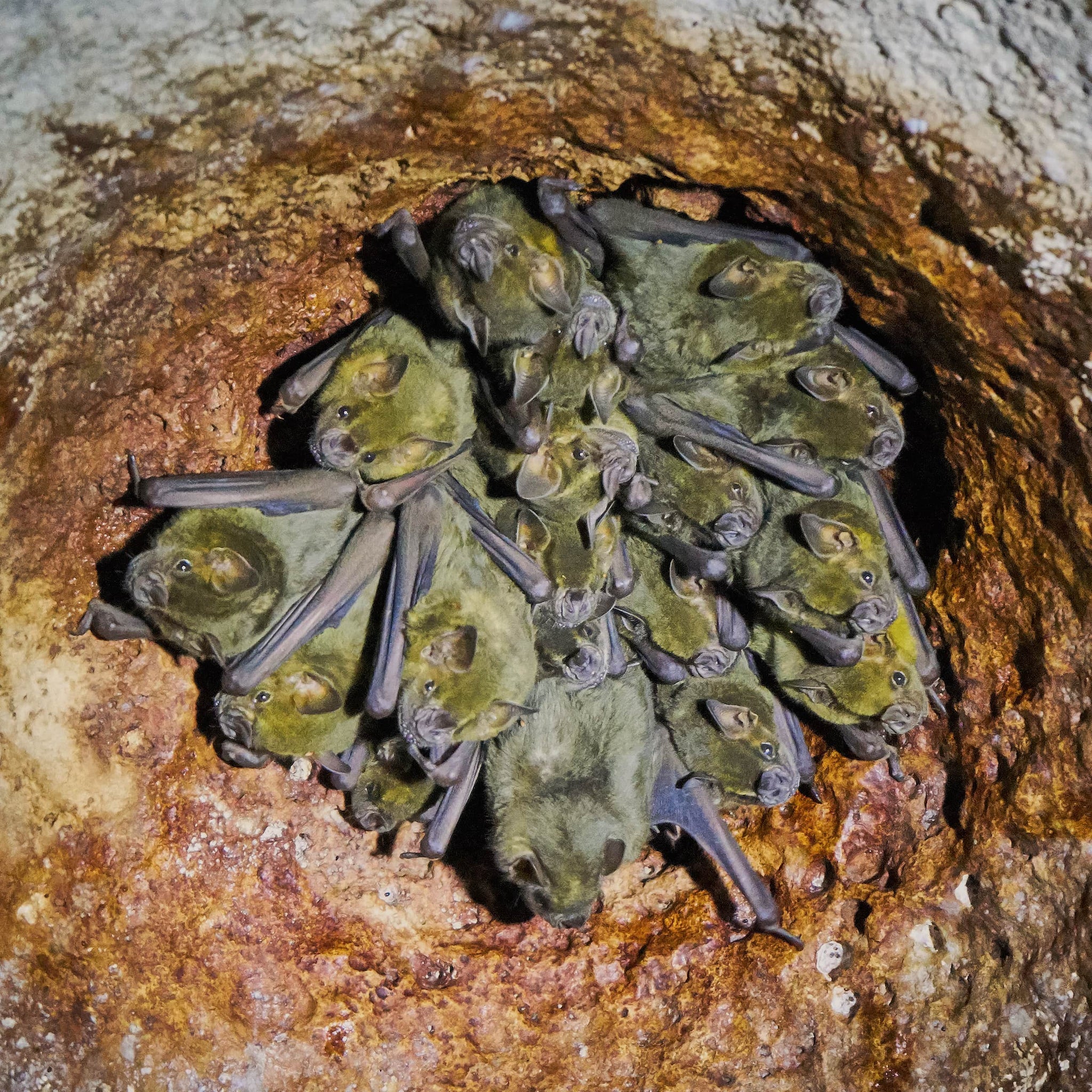 Are Bats Driving You Batty?