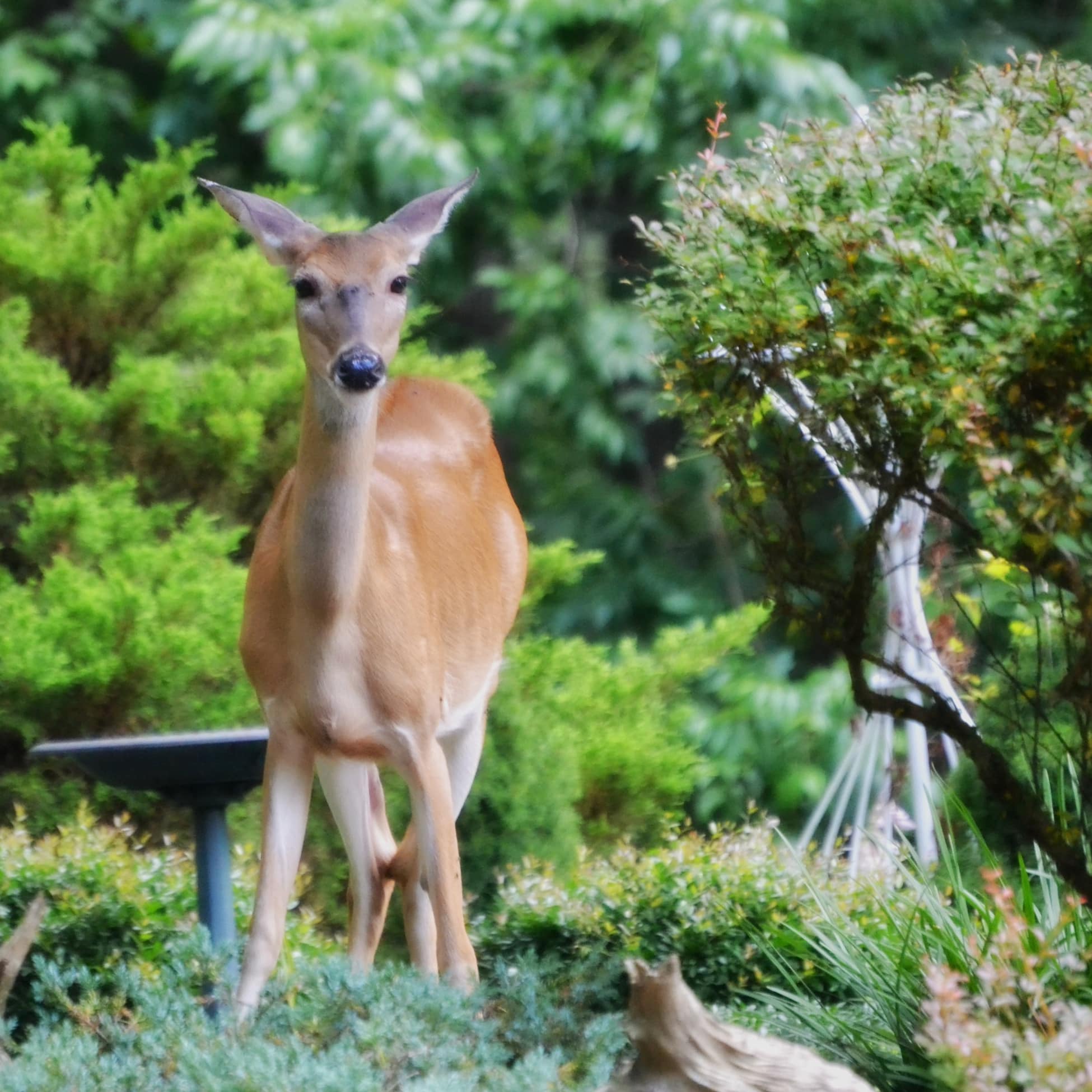 Welcome, Spring! Deer, Not So Much.