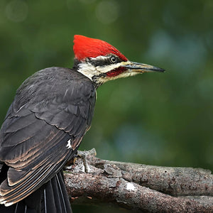 How to Deal With Woodpeckers