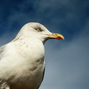 How to Get Rid of Seagulls